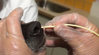 A short guide to... Nasal feeding tubes in dogs